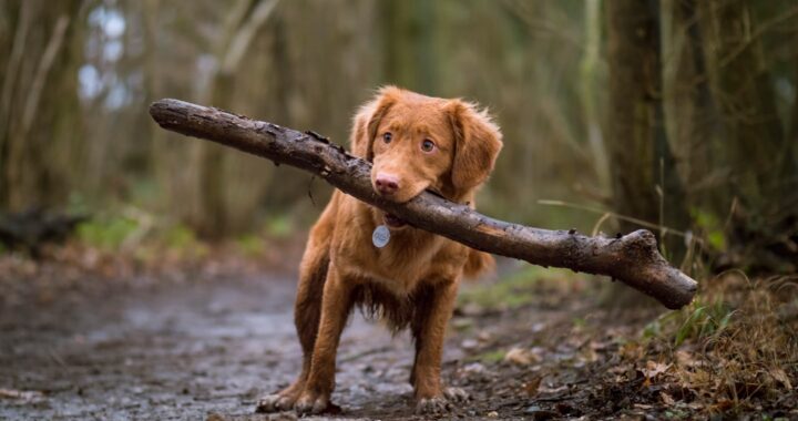 Pepto Bismol Tablet Dosage for Dogs by Weight: A Guide
